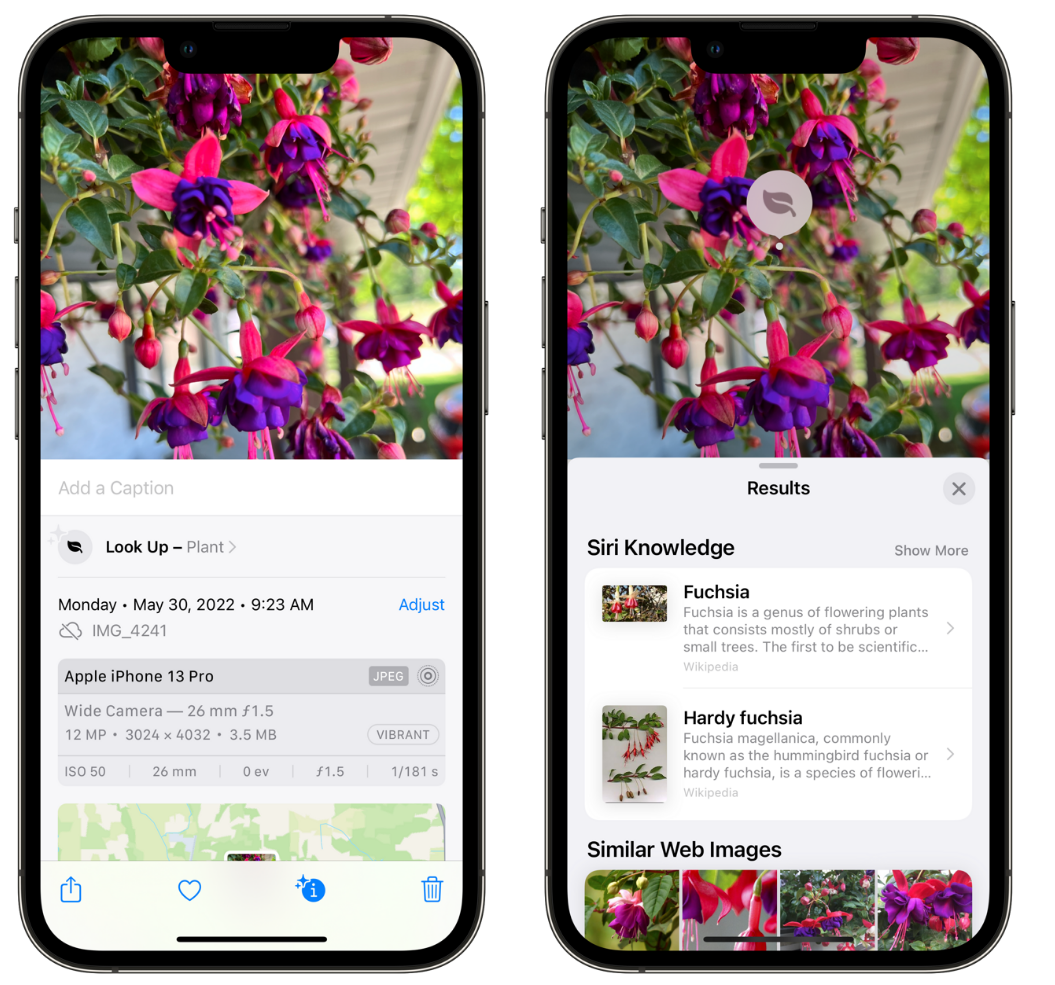 颍泉苹果手机维修分享小技巧：使用 iPhone 相机识别花卉植物 